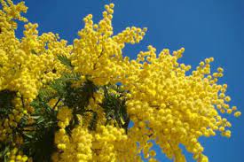 Find this pin and more on flowers by skipping lilies. Real Icons For International Women S Day Italian Women In The Partisans Irenebrination Notes On Architecture Art Fashion Fashion Law Technology