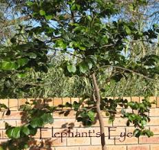 Image result for Trimeria