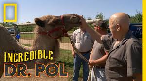 Strap in for a wild ride as the crew of pol veterinary services works seven days a week pulling calves, pushing prolapses and trying to triage the mayhem. Baby Camels On Board The Incredible Dr Pol Youtube