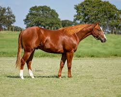 8th, ncha open super stakes), cat ichi (u$304.940,00. Working Horse Magazine