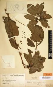 Image result for Aeschynomene baumii