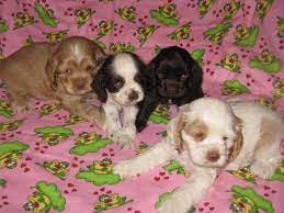Family raised in a loving environment around children, they receive lots of care and loving attention daily, making them. Cocker Spaniel Akc Puppies Chocolate Or Red Solid Parti For Sale In Canton Ohio Classified Americanlisted Com