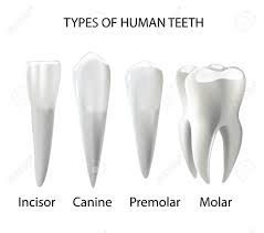 Types Of Teeth Realistic Various Human Oral Health Chart
