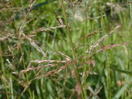 Image result for Agrostis