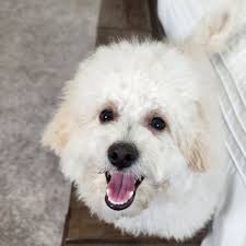 BEST of Leander, TX 78641 Goldendoodle Groomer