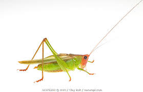 Image result for Erythrocephalum