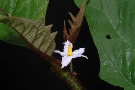 Image result for Solanum chrysotrichum