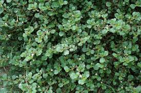 Image result for Trianthema portulacastrum