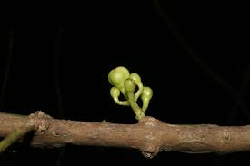 Image result for Garcinia punctata