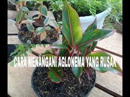 Cara Menangani Aglonema Yang Rusak How To Deal With Damaged Aglonema Youtube Ide Berkebun Mawar Taman Menanam