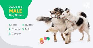 Names from movies and book. Top 100 Most Popular Dog Names In 2020 Rover Com