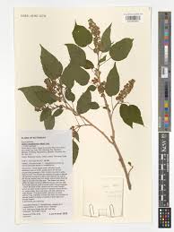 Image result for Croton megalobotrys