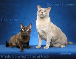 This logo symbolises the solidarity of all breeders maintaining the wonderful burmese breed in all 10 recognised colours. European Burmese Cat