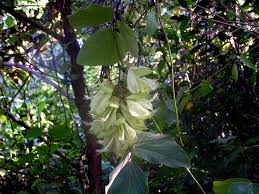 Image result for Mucuna poggei
