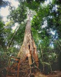 Siqueira wurde 2017 aus dem atlantischen regenwald brasiliens neu beschrieben, es sind nur zwei standorte bekannt. Dinizia Excelsa Wood