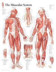 Check spelling or type a new query. The Female Muscular System Scientific Publishing