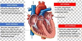 Heart Valve Diagram Anatomy Heart Chamber Png Clipart