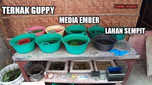 Untuk mencari guppy yang bagus, biasanya dapat di cari dengan betina yang mempunyai bentuk ekor yang bagus. Ternak Ikan Guppy Untuk Pemula Media Ember Bekas Youtube