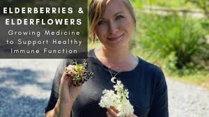 Elderberry bushes) grow well in much of north america and europe, and they're easy to grow yourself if you have space. Grow Your Own Medicine Elderberries Elderflowers Youtube