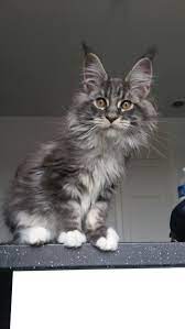 Pin On Cats Cats Everywhere