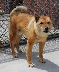 Riesige sammlung, hervorragende auswahl, mehr als 100 mio. Behavioural Reactivity Of The Korean Native Jindo Dog Varies With Coat Colour Sciencedirect