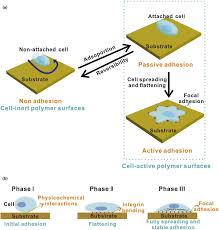We did not find results for: Functional Polymer Surfaces For Controlling Cell Behaviors Sciencedirect