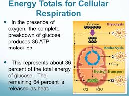 In cellular respiration, free energy becomes available to drive metabolic pathways vital to cellular processes primarily by the conversion of adp in getting started, students conduct prelab research on the process of cellular respiration and review concepts they may have studied previously. 9 2 The Process Of Cellular Respiration Ppt Download