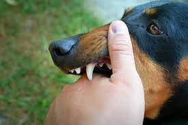Why Does My Dog Nibble Me How To Deal With A Dog That Nibbles