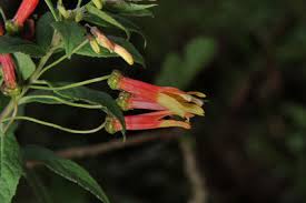 Image result for Isoglossa laxiflora