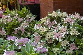 Image result for Ozoroa macrophylla