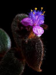 The sellers have since moved away. Flower Succulent Plant Hairy Fluff Flowering Flora Violet Purple Petal Close Up Pikist