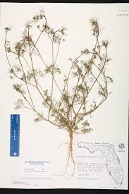 Image result for Apium leptophyllum