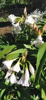 Image result for Crinum macowanii
