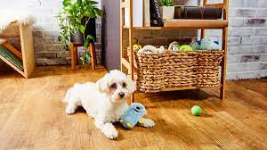 Rather than let your dog run loose around the apartment, designate a specific area in the apartment where he can chew his bones and play games. How To Take Care Of Your Dog In Your Legends Apartment Apartments In Hickory