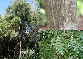 Image result for Bersama lucens