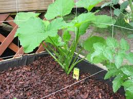 Zucchini plants need regular watering to make sure that how do i train my zucchini to climb? Vertical Zucchini Using Trellis Istheremeaning Flickr