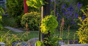 Salatbaum Mit Automatischer Bewasserung Gartenbewasserung Bewasserung Garten
