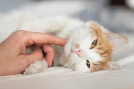 Cat that has been diagnosed with heart failure that was only diagnosed when the disease was quite advanced. Pleural Effusion In Cats