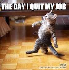 Funny Quitting Job Memes Funny Cat Memes Animal Memes Animals