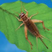House Cricket Noises What Do Crickets Sound Like