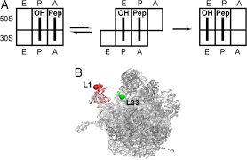 Regularisation is a process of introducing additional information in order to prevent overfitting. Following Movement Of The L1 Stalk Between Three Functional States In Single Ribosomes Pnas