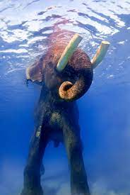 Rajan The Swimming Elephant Of The Andaman Islands 4ever Travel