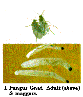We did not find results for: Flies And Maggots Found On Flowers And Foliage Nc State Extension Publications
