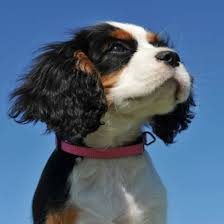 Dear barbara, we purchased murphy (hunter) back in 11/2011. 10 Cool Facts About Cavalier King Charles Spaniels Mom Com