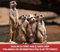 Okulun Ilk Gunu Yanlis Sinifa Girmek Cok Sirin Hayvanlar Komik Hayvanlar Kedi Esprileri
