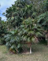 Image result for Coccothrinax