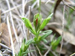 Image result for Menodora heterophylla