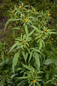 Image result for Porphyrostemma grantii