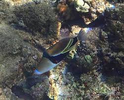 On april 17, 2006, bill hb1982 was presented to the governor of hawaiʻi , which permanently reinstated the reef triggerfish (humuhumunukunukuāpuaʻa) as. Humuhumunukunukuapua A S Song Photograph By Suzette Kallen