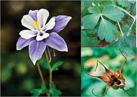 Columbine flowers grow best in usda zones 3 to 9. Summit Outside Columbine Colorado S State Flower Summitdaily Com
